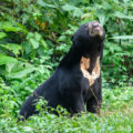 マレーグマの生態、特徴、生息地！世界最小のおとなしい熊