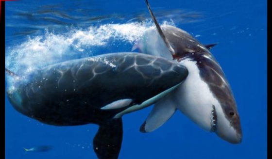 シャチはホオジロザメすら食べる最強生物 天敵は人間 生き物宇宙紀行