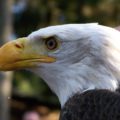 白頭鷲がかっこいい！アメリカの国鳥!?日本では見れるの？