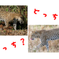 ヒョウとジャガーは違う動物？それぞれの生態や特徴で比べてみよう！