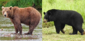 ヒグマとツキノワグマの生息地の違いは?ヒグマは本州にはいないのか!? | 生き物宇宙紀行
