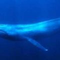 シロナガスクジラは心臓の大きさも世界一!?生息地に日本は含まれる？