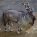 マーコールは角がかっこいいヤギ！飼育している動物園は日本にある？