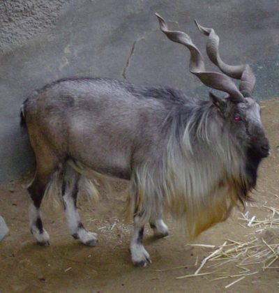 マーコールは角がかっこいいヤギ 飼育している動物園は日本にある 生き物宇宙紀行