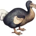 ドードー鳥が絶滅した理由とは？生存や復活の可能性は？