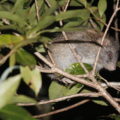 ケナガネズミの特徴や鳴き声とは？沖縄に生息する幻の天然記念物！